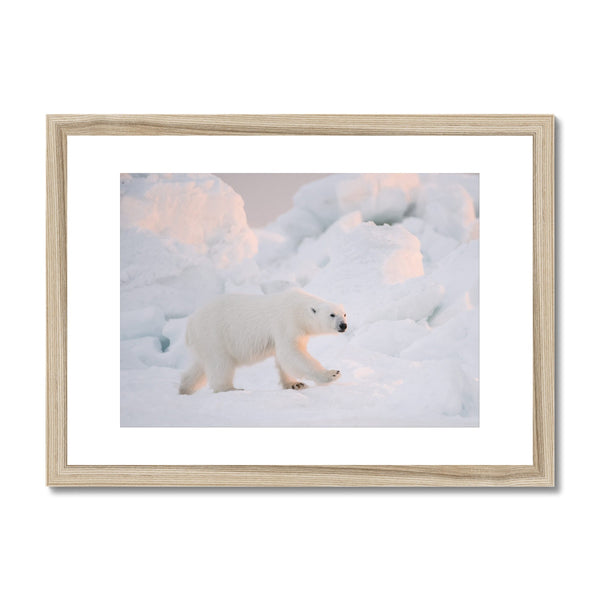 Young Nanuq, Polar Light // Framed Print