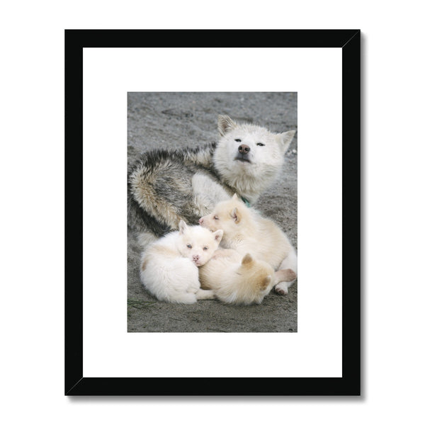 Newborn Huskies // Framed Print
