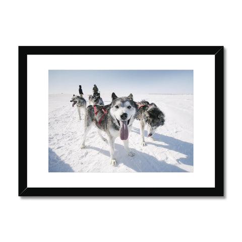 Huskies on a Run // Framed Print