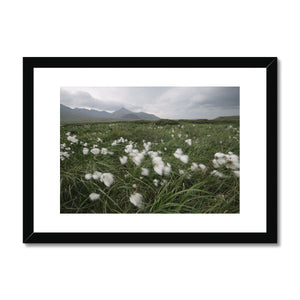 Arctic Cottongrass // Framed Print