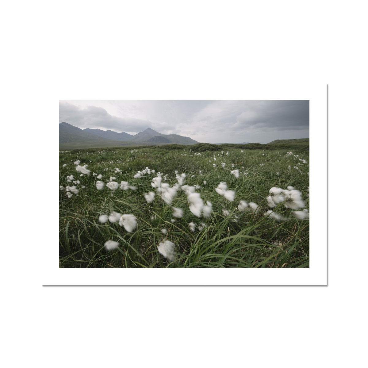 Arctic Cottongrass // Fine Art Print