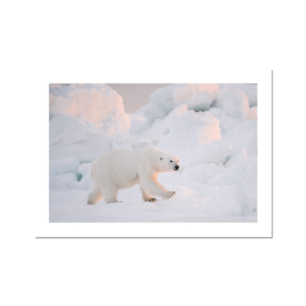 Young Nanuq, Polar Light // Fine Art Print