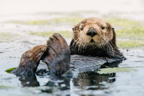 Sea Otter, Elkhorn Slough // Fine Art Print