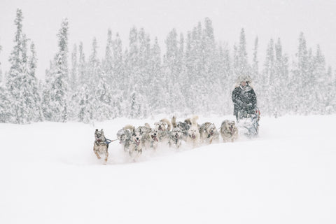 Alison Lifka, Iditarod Training // Fine Art Print