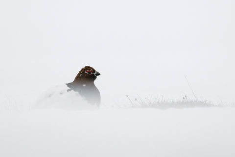 Ptarmigan Mysteries // Fine Art Print