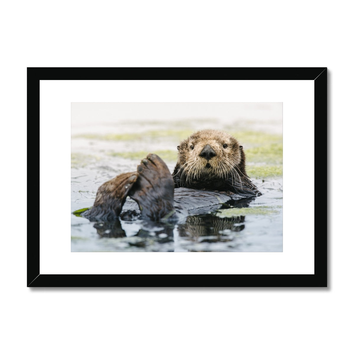 Sea Otter, Elkhorn Slough // Framed Print