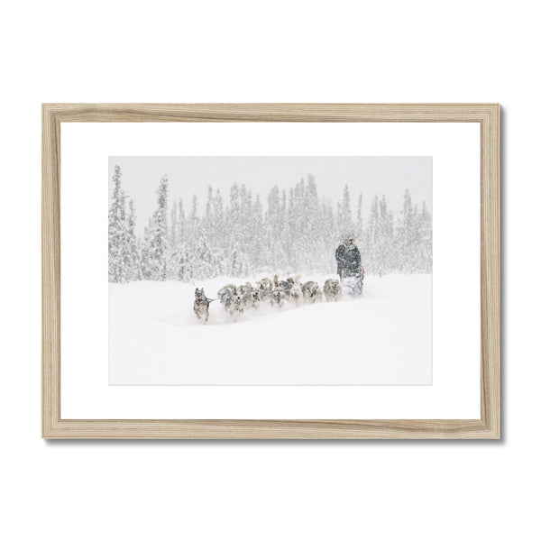 Alison Lifka, Iditarod Training // Framed Print