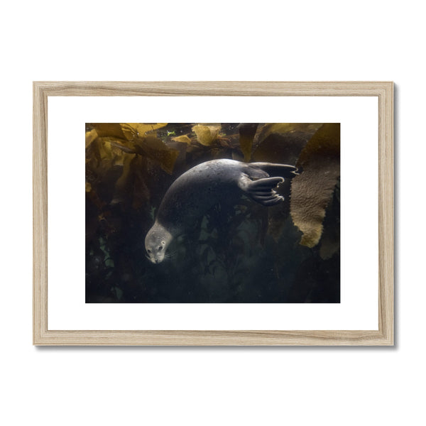 Seal Spin, Carmel Bay // Framed Print