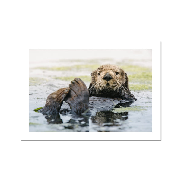 Sea Otter, Elkhorn Slough // Fine Art Print
