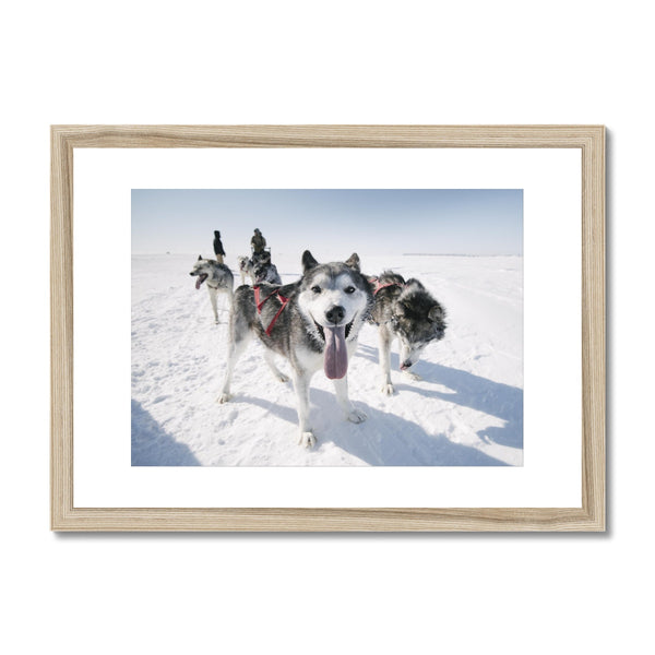 Huskies on a Run // Framed Print
