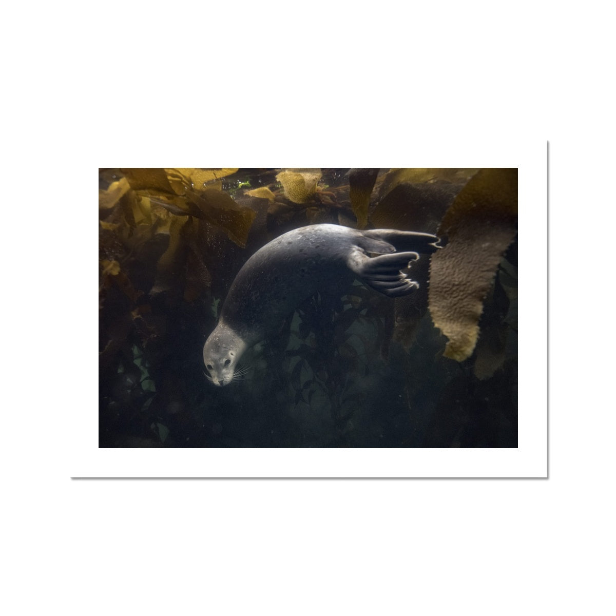 Seal Spin, Carmel Bay // Fine Art Print
