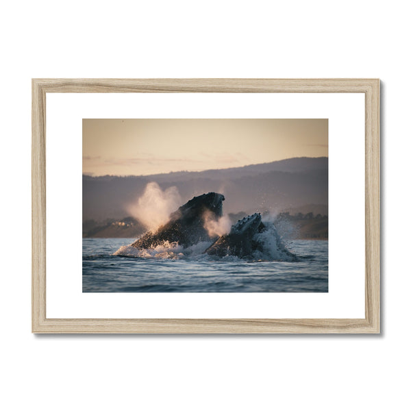 Humpbacks and Anchovies // Framed Print